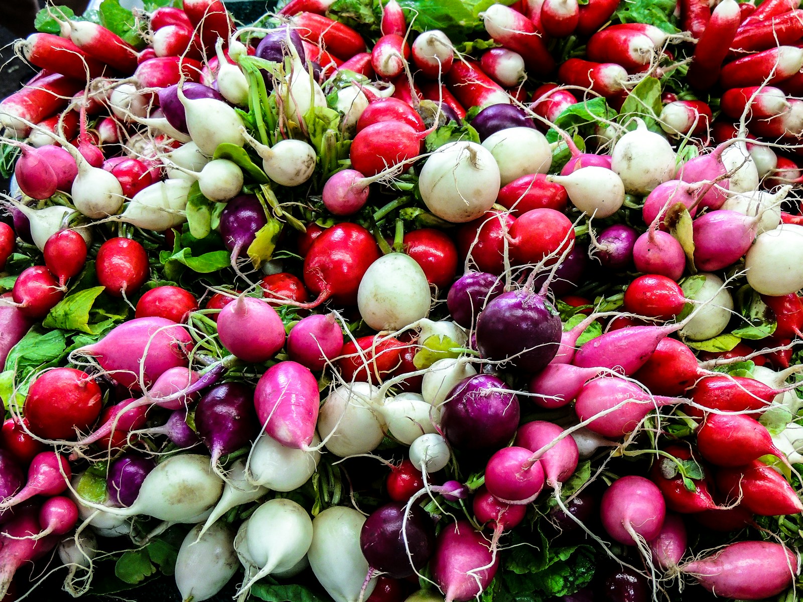 bunch of white, red and purple radishes